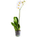 White Phalaenopsis orchid in a pot. Estonia